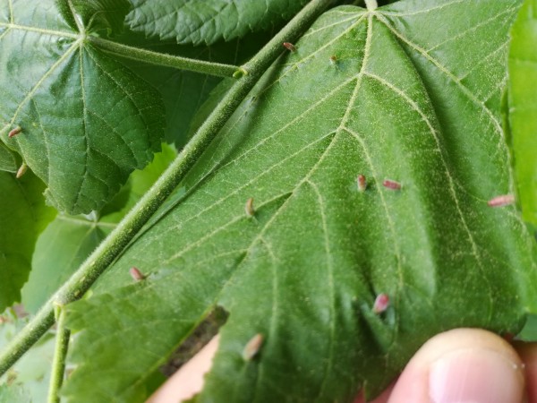 IMG_20180508_134231.jpg (4.18 MiB) Zobrazeno 992 x IMG_20180508_134231.jpg