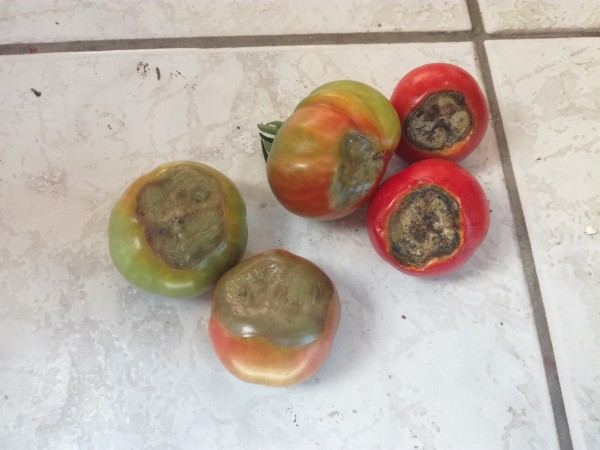 IMG_20180730_093022.jpg (2.98 MiB) Zobrazeno 1221 x IMG_20180730_093022.jpg