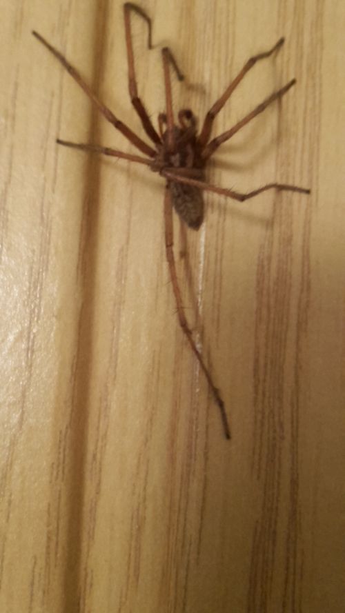 pavouk.jpg