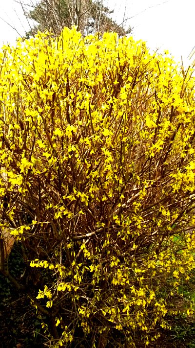 Forsythia...jpg