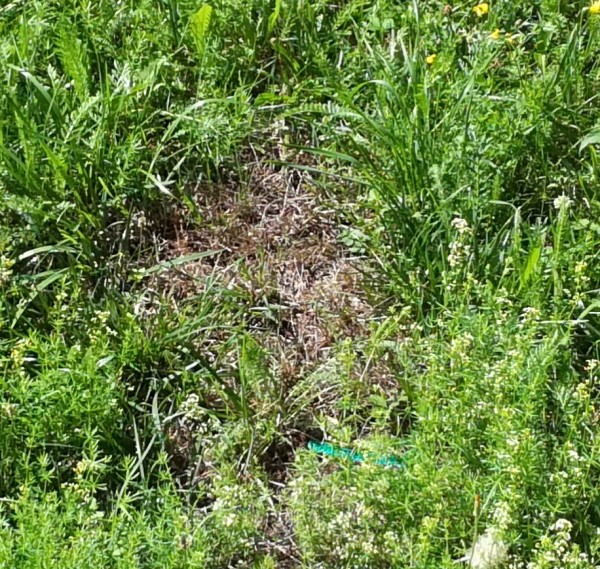 IMG_20170719_110635.jpg (583.8 KiB) Zobrazeno 1131 x IMG_20170719_110635.jpg