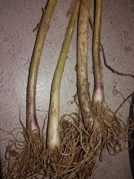 IMG_20171011_085559.jpg (4.84 MiB) Zobrazeno 551 x IMG_20171011_085559.jpg